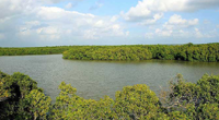Muthupet Mangroves & Lagoon